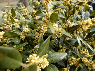 closeup of yellow flowers