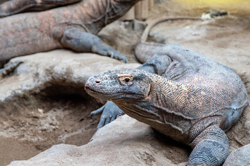 head of a komodo dragon lizard