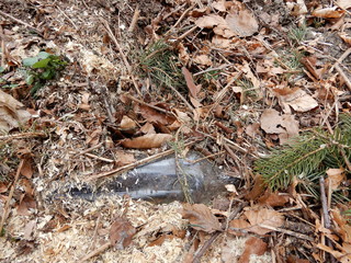 glass bottle in forest
