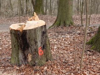 tree stump in forest