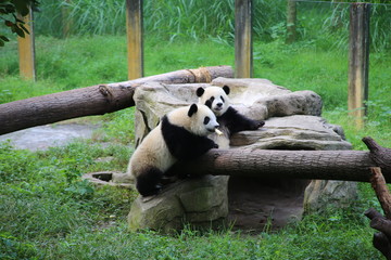 giant panda bears - 335619837