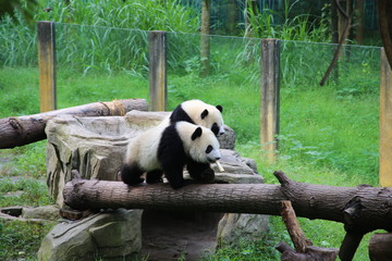 giant panda bears - 335619873