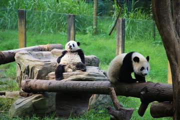 giant panda bears - 335619896