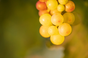 Beautiful grapes on wineyard