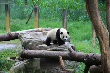 Giant Panda - 335620076