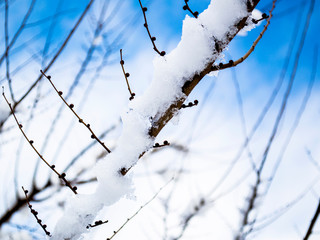  branch with snow