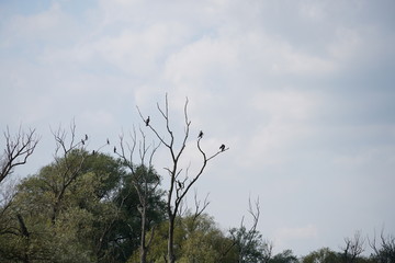 cormorant outdoor photography is also a good background 