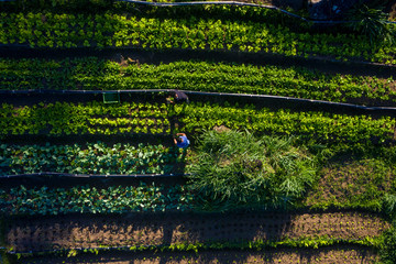 Organic Farm in a Quilombola Community in Brazil. Top view of the plantation with farmers working on the field.