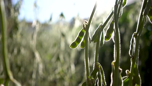 
hands on soy