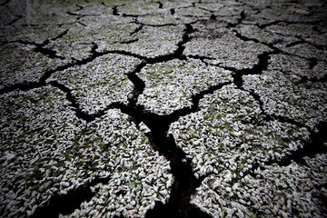 texture and pattern of soil crack effect from Drought