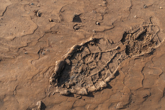 Footprint of a workboot in the mud after work