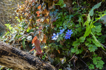 Frühlingserwachen im Wald