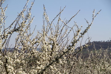 Mirabelle plums orchard flowering trees during springtime