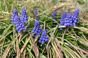 blossom flower of grape hyacinth