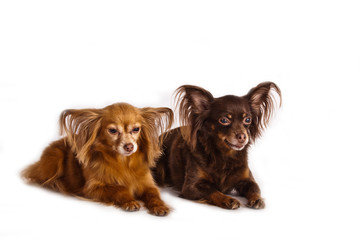 Two dogs breed Russian toy terrier longhair on white background