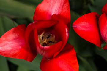 red tulip in the garden