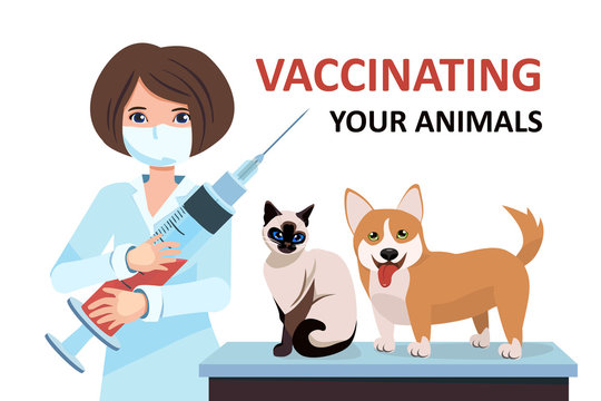 Vaccination Of Animals. Seasonal Vaccination Against Rabies Pets. Veterinarian In Vet Clinic Makes An Injection With Medication. Vector Isolated Illustration