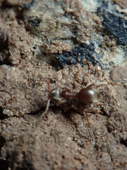 ant on a wood