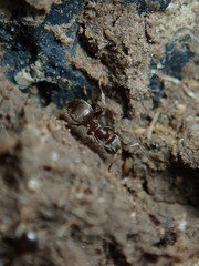 ants on the ground