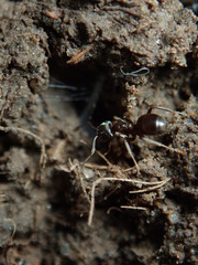 ant on the ground