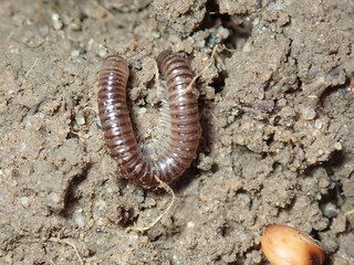 macro of a caterpillar