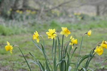 yellow flowers in the garden