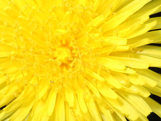 yellow flower background