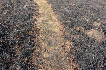 Dirt road in the field after the fire. Close-up of the remains of burnt reeds.  Environmental effects of burning dry grass