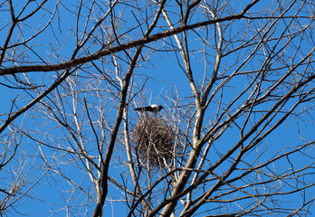 magpie on a tree an the nest