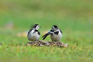 The white wagtail is a small passerine bird in the family Motacillidae, which also includes pipits and longclaws.