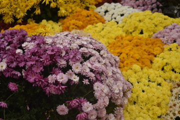 Abundance of flowers for sale in winter in the streets of Paris France