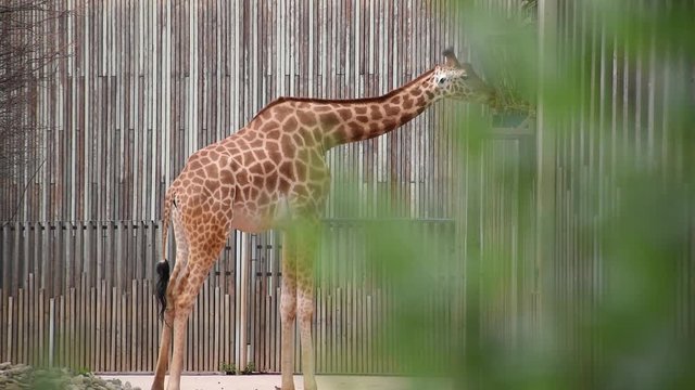 young african giraffe chewing green foliage in zoo