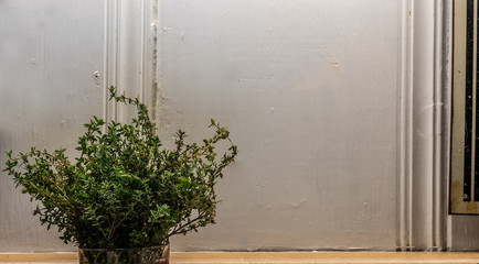 Fresh Thyme bunch in a glass over kitchen counter with white wooden background.