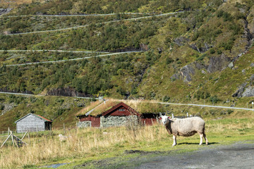 Norwegian white sheep near traditional grass roof house on serpentine mountain road on hill. Autumn...