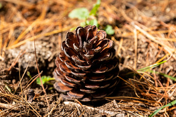 A Pine Cone in Dried Pine Needles