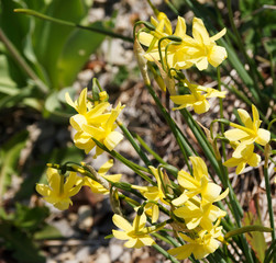Obraz premium Narcissus triandrus 'hawera' | Narcisse des glénan aux petites fleurs penchées en forme de trompette entourée de fin pétales étoilées jaune canari 