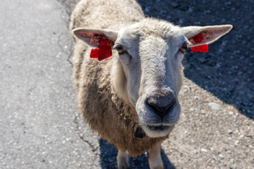 Norwegian white fluffy sheep looks in camera close up on asphalt road. Domestic animal cute sunny day in scandinavia