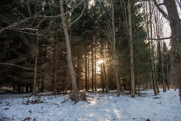 winter forest in the snow at sun set through the trees 