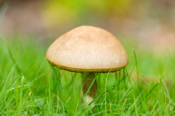 A Lone Mushroom Stands In Thin Green Grass