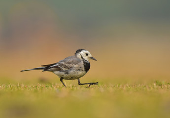 Obraz premium The white wagtail is a small passerine bird in the family Motacillidae, which also includes pipits and longclaws.