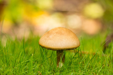A Lone Mushroom Stands In Thin Green Grass