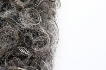 Freshly cut gray hair on white background