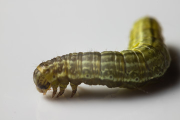 This caterpillar is barely 2 cm long and has visited the studio for a macro photoshoot. Then the caterpillar went back to the tree where it belongs.