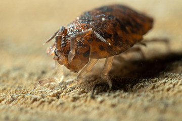 Macro shot of a sow bug on a wooden trunk