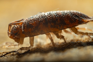 Macro shot of a sow bug on a wooden trunk