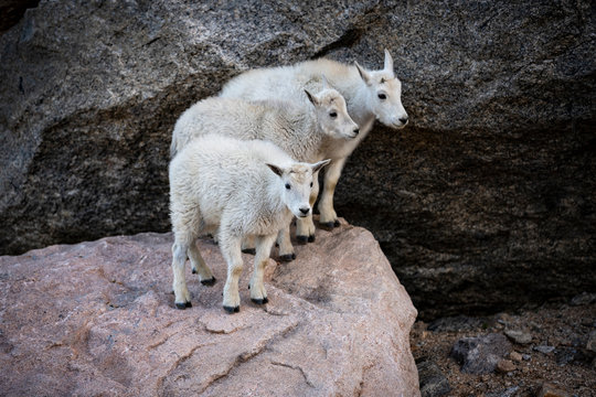 Three Baby Rocky Mountain Goats