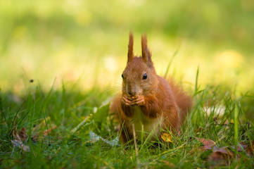 Squirrel 