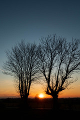 Wunderschöner Sonnenuntergang durch die Bäume betrachtet