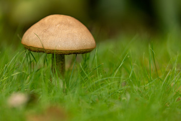 A Lone Mushroom Stands In Thin Green Grass