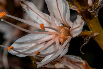 colorful macro shoot of flower